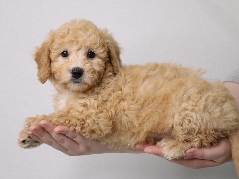Maltipoo-DOG-Male-Apricot-3537590-My Next Puppy