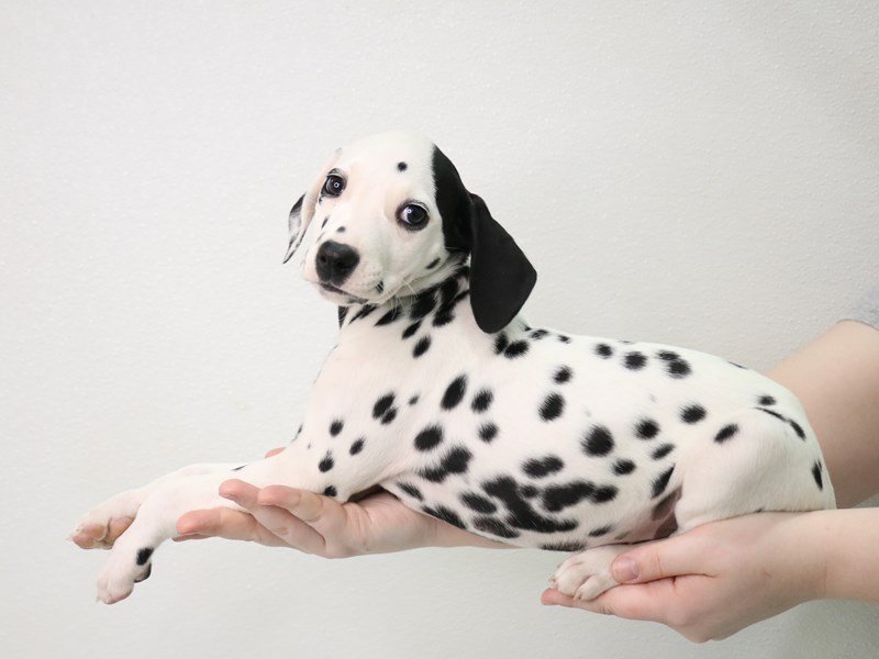 Dalmatian-Female-White-3548321-My Next Puppy