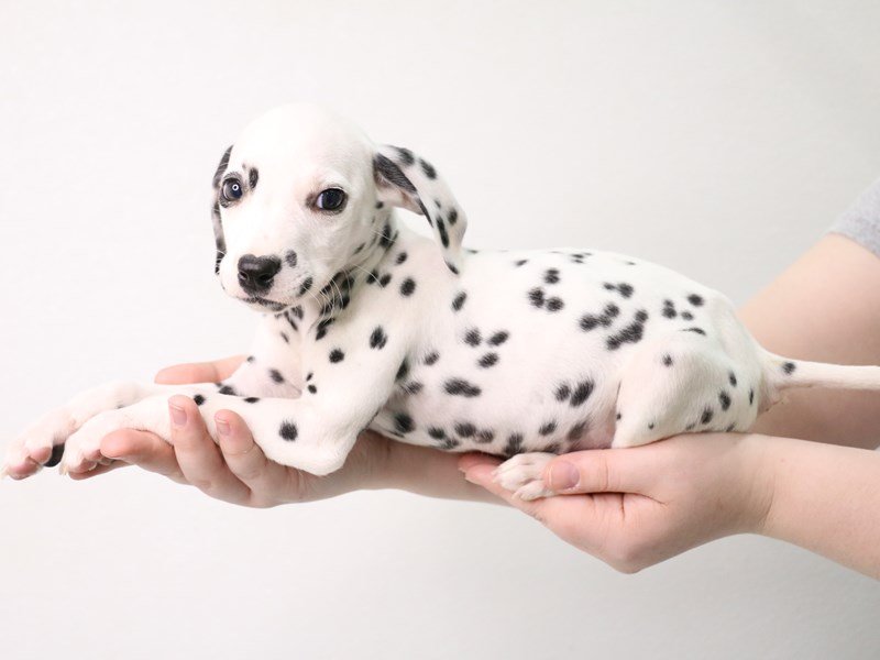 Dalmatian-Male-White-3548324-My Next Puppy