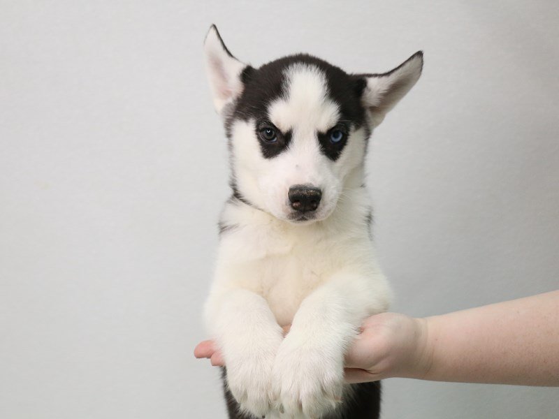 Siberian Husky-Female-Red / White-3548370-My Next Puppy