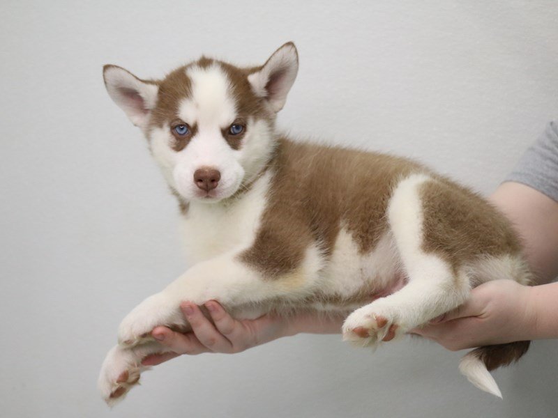 Siberian Husky-Male-Red / White-3548372-My Next Puppy