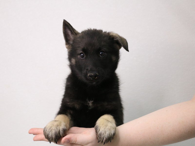 Norwegian Elkhound-DOG-Male-Gray / Black-3548381-My Next Puppy