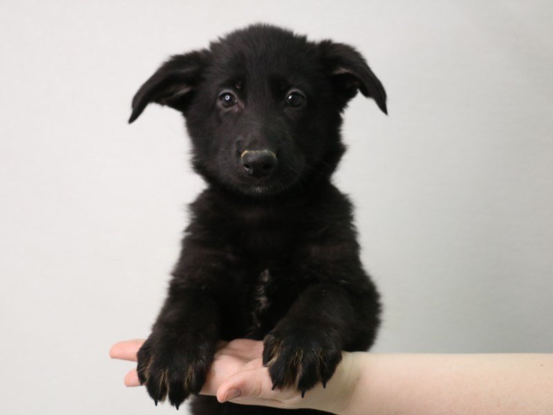 German Shepherd-DOG-Female-Black / Tan-3548379-My Next Puppy