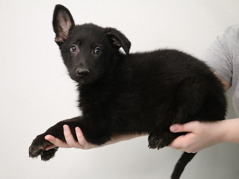 German Shepherd-DOG-Male-Black / Tan-3548380-My Next Puppy