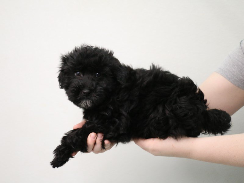 Whoodle-Male-Black-3548376-My Next Puppy