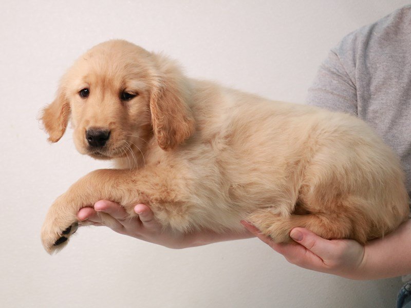 Golden Retriever-DOG-Female-Golden-3558838-My Next Puppy