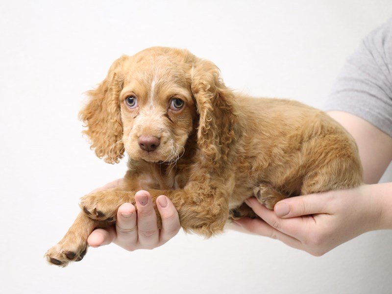 Cockapoo-DOG-Female-Red-3433778-My Next Puppy