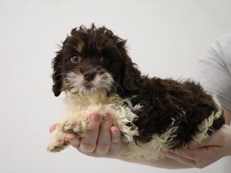 Cockapoo-DOG-Female-Chocolate / Tan-3473950-My Next Puppy