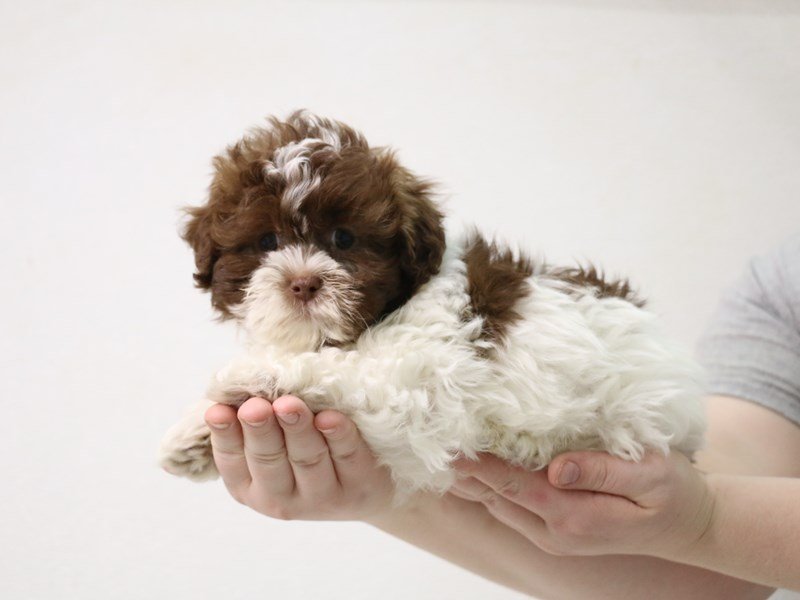 Teddy Bear-DOG-Male-Chocolate / White-3473899-My Next Puppy