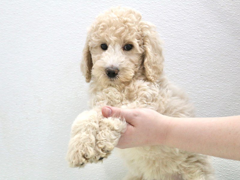 2nd Generation Goldendoodle – French Toast