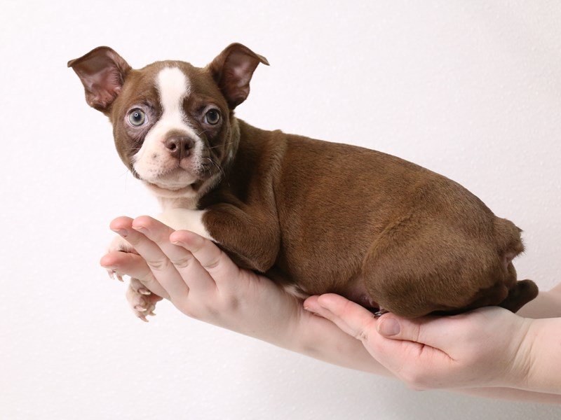 Boston Terrier-Male-Chocolate Brindle / White-3526937-My Next Puppy