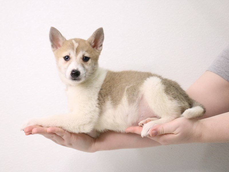 Shiba Inu-DOG-Female-Red Sesame-3526943-My Next Puppy