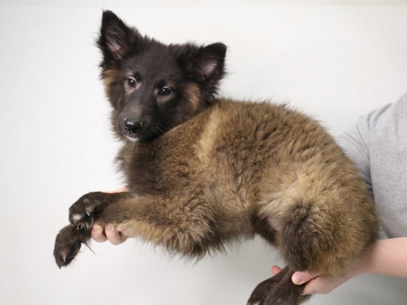 Belgian Tervuren-Female-Mahogany / Black-3537586-My Next Puppy