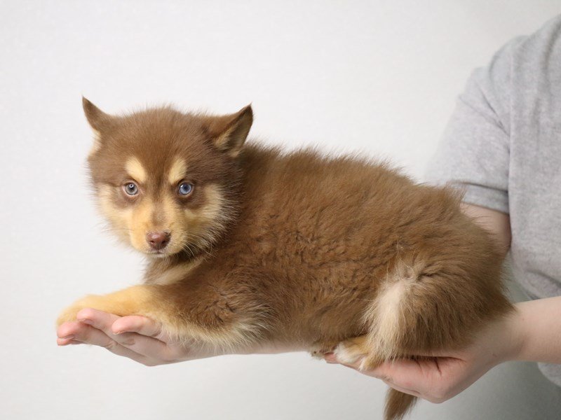 Pomsky-DOG-Male-Chocolate / Tan-3537605-My Next Puppy