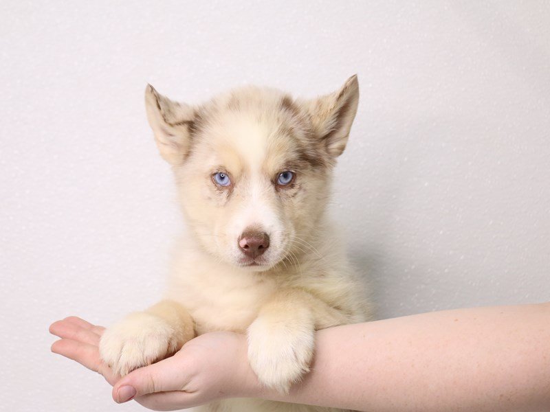 Pomsky-DOG-Male-Chocolate Merle / Tan-3537603-My Next Puppy