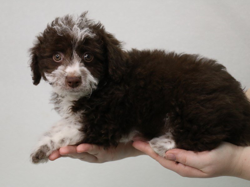 Miniature Aussiedoodle-DOG-Female-Chocolate-3548373-My Next Puppy