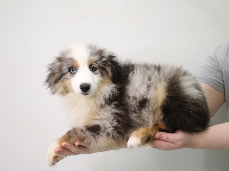 Miniature American Shepherd-DOG-Male-Blue Merle / White-3548328-My Next Puppy