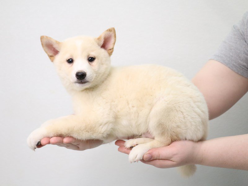 Shiba Inu-DOG-Male-Cream-3548327-My Next Puppy