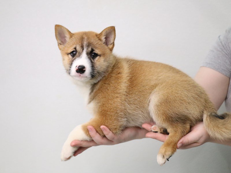 Shiba Inu-DOG-Male-Red Sesame-3548382-My Next Puppy