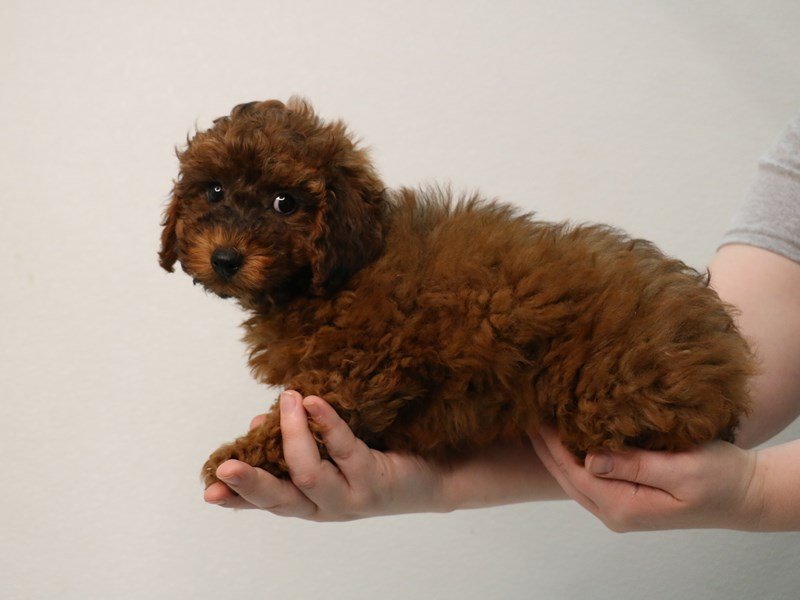 Toy Poodle-DOG-Male-Red Sable-3558835-My Next Puppy