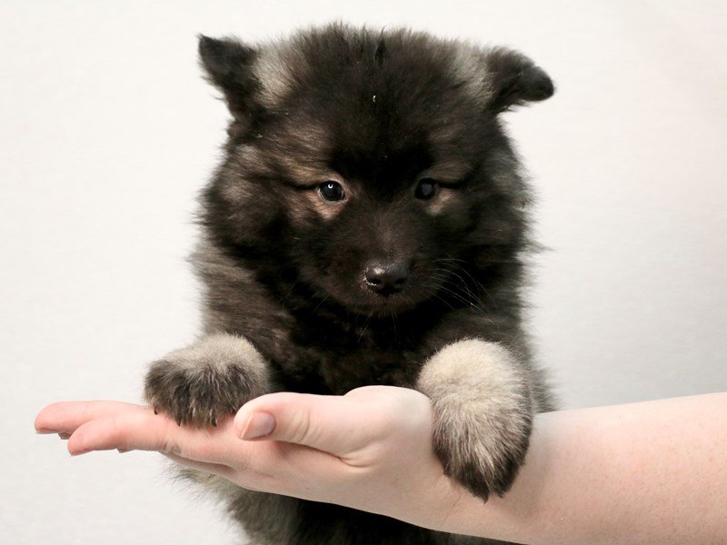 Keeshond-Male-Silver / Black-3558836-My Next Puppy