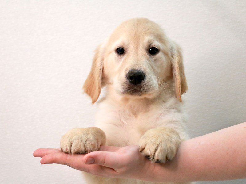 Golden Retriever-DOG-Female-Golden-3558840-My Next Puppy