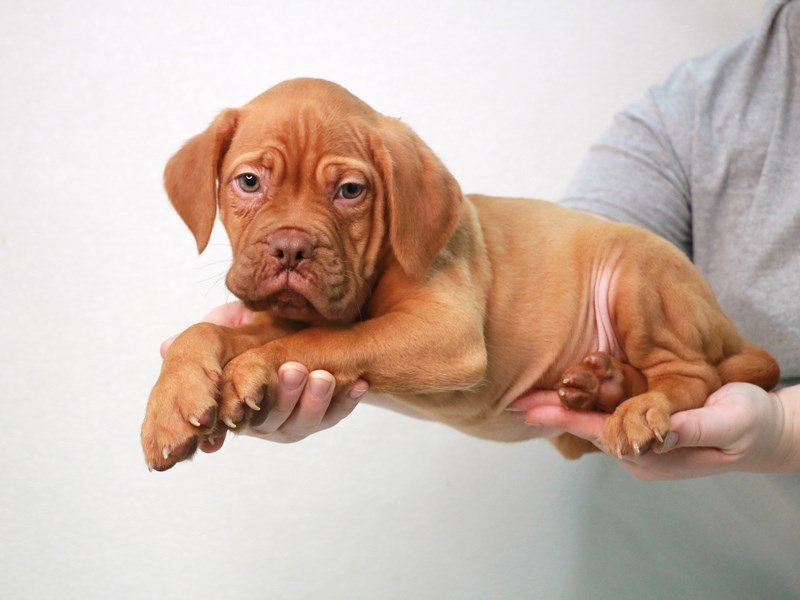 Dogue De Bordeaux-DOG-Male-Red-3558845-My Next Puppy