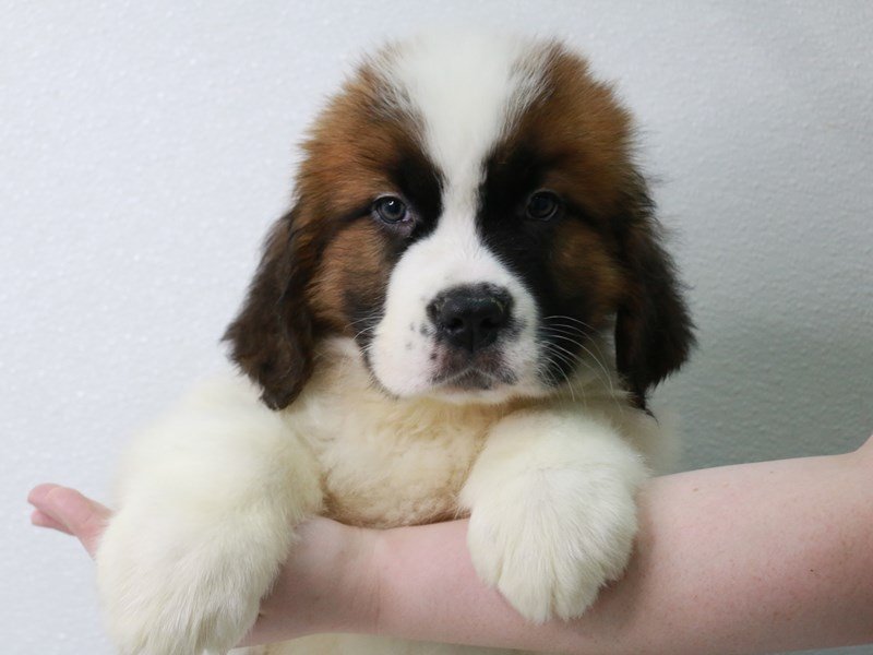 Saint Bernard-Male-Mahogany / White-3569874-My Next Puppy