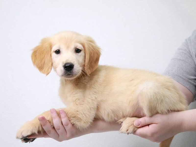 Golden Retriever-DOG-Female-Golden-3581735-My Next Puppy