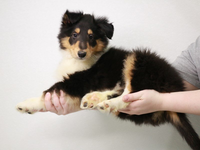 Collie-Male-Black White / Tan-3581733-My Next Puppy