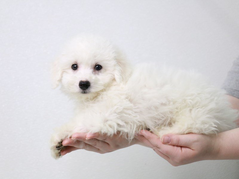 Bichon Frise-Male-White-3581969-My Next Puppy