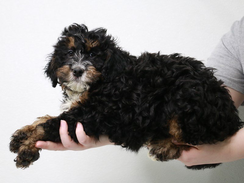 Bernedoodle-Male-Black Rust / White-3581730-My Next Puppy