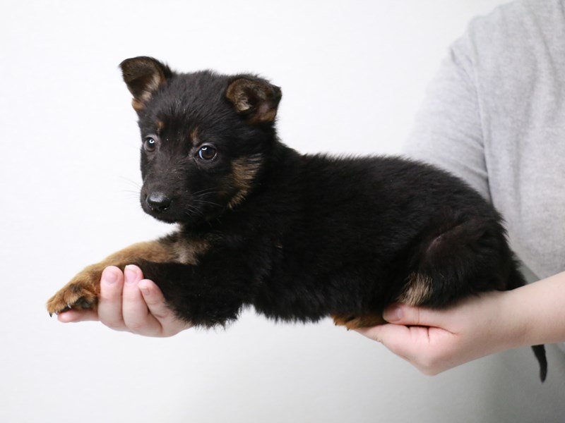 German Shepherd-DOG-Female-Black / Tan-3581968-My Next Puppy