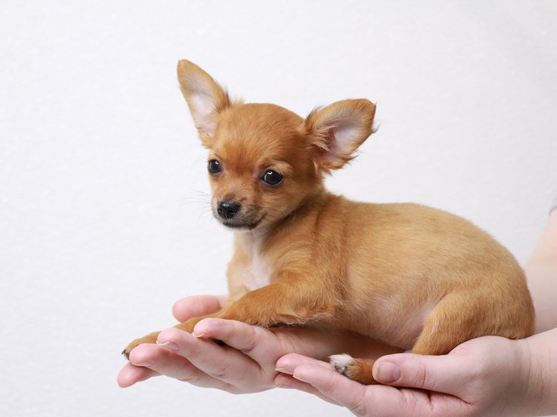 Chihuahua-DOG-Male-Red-3581728-My Next Puppy