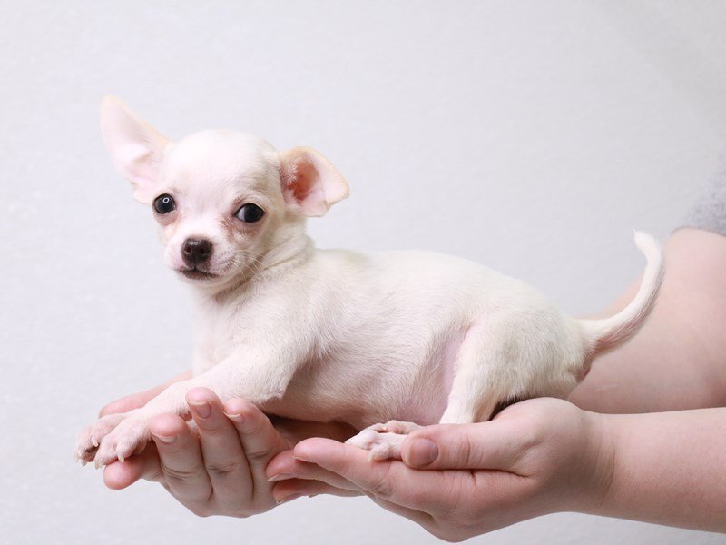 Chihuahua-DOG-Male-Cream-3581725-My Next Puppy