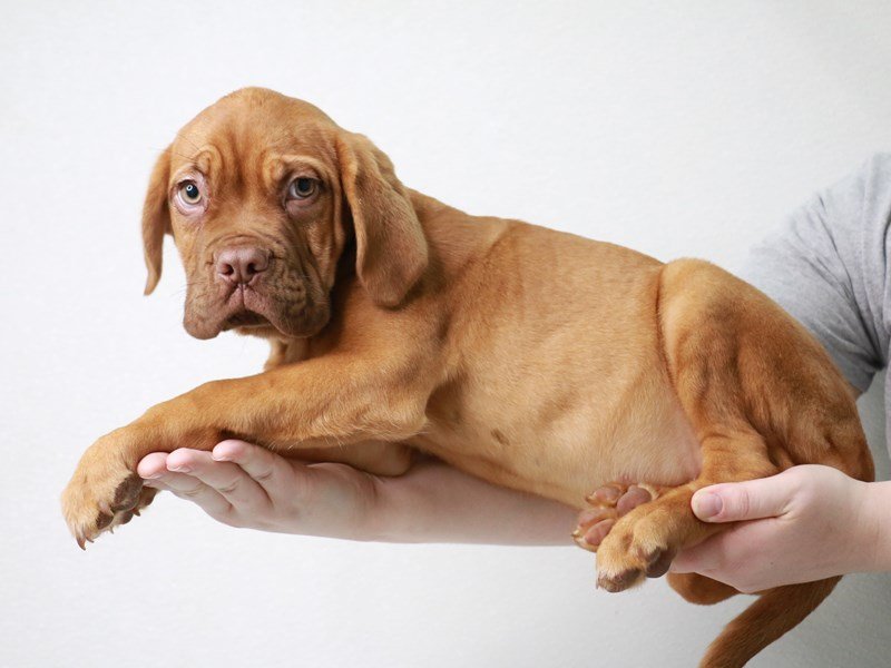 Dogue De Bordeaux-Female-Red-3591091-My Next Puppy
