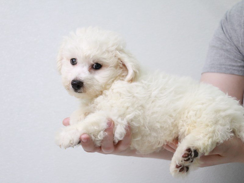 Bichon Frise-Male-White-3591092-My Next Puppy