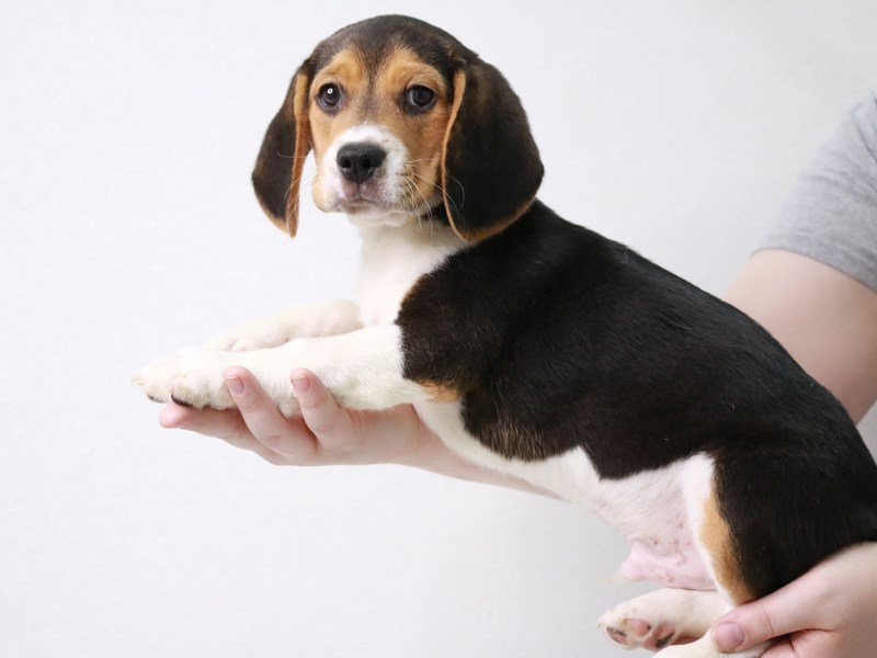 Beagle-Male-Black White / Tan-3591085-My Next Puppy
