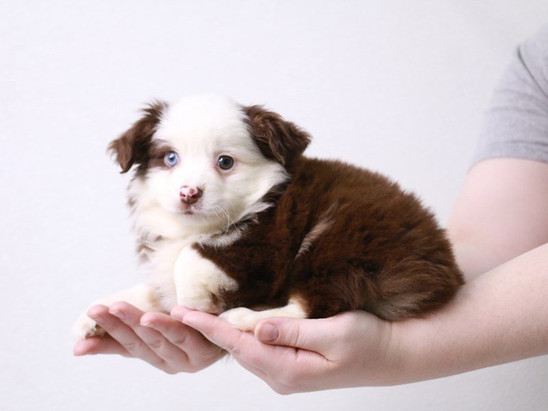Miniature Australian Shepherd-DOG-Male-Chocolate / Tan-3591090-My Next Puppy