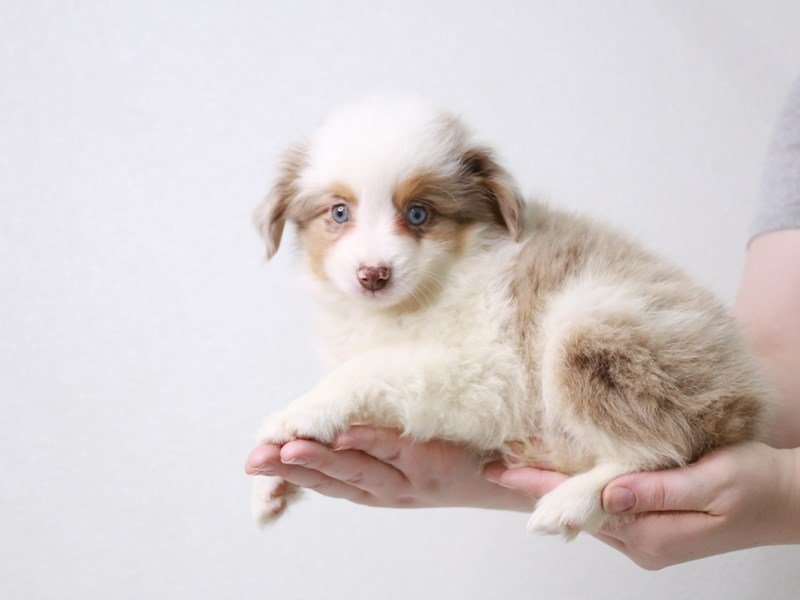Miniature Australian Shepherd-Female-Chocolate Merle-3591088-My Next Puppy