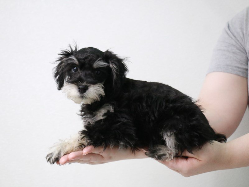 Schnoodle-DOG-Male-blk & slvr-3571202-My Next Puppy