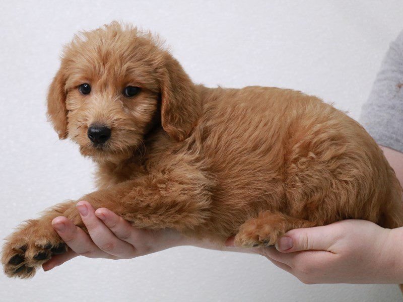 2nd Generation Mini Labradoodle-Male-Red-3601395-My Next Puppy