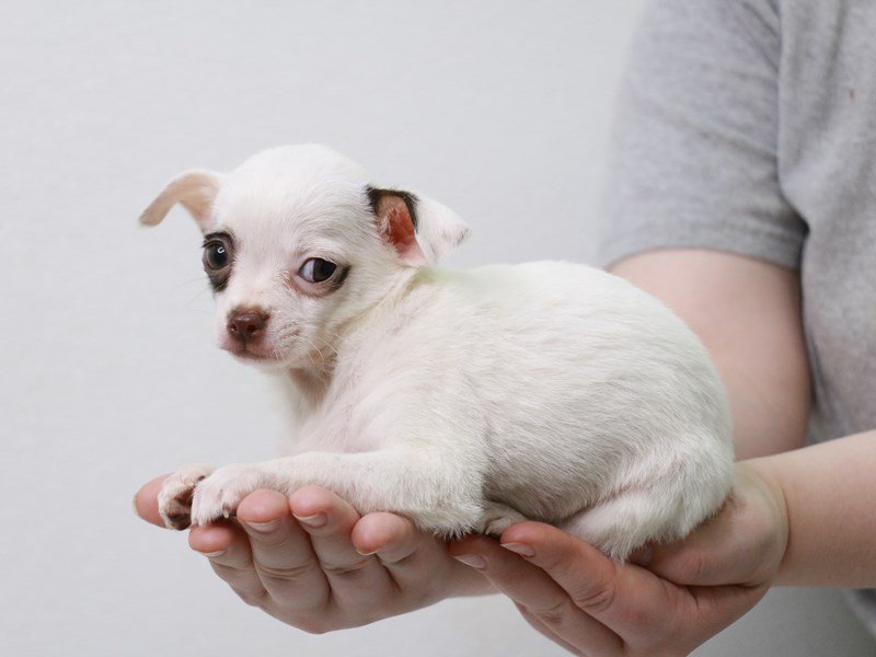 Chihuahua-DOG-Male-Chocolate / Tan-3601405-My Next Puppy