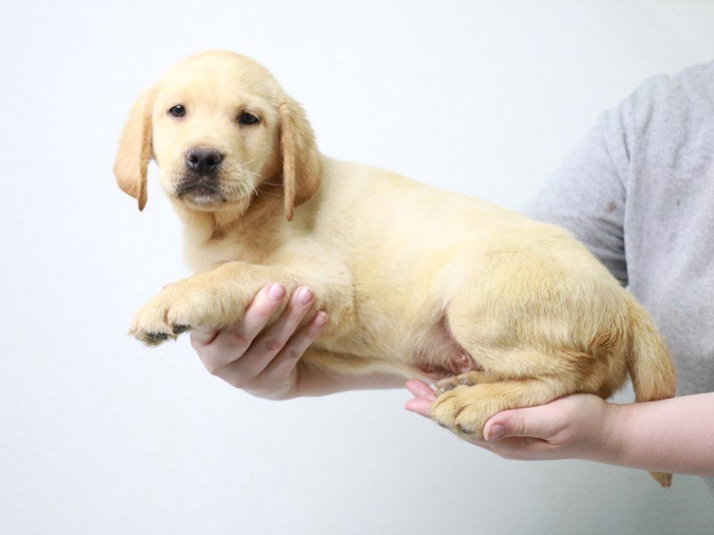 Labrador Retriever-DOG-Male-Yellow-3601401-My Next Puppy