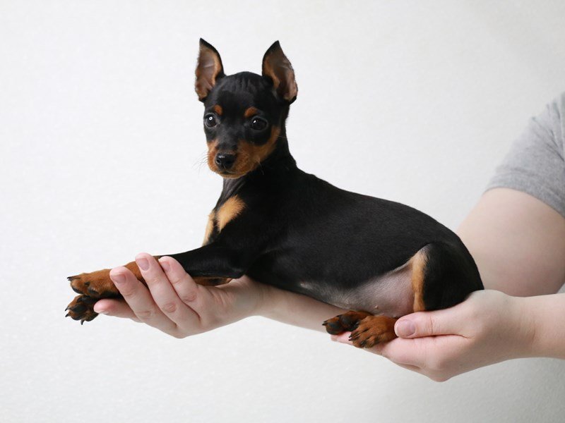 Miniature Pinscher-Male-Black / Rust-3613442-My Next Puppy