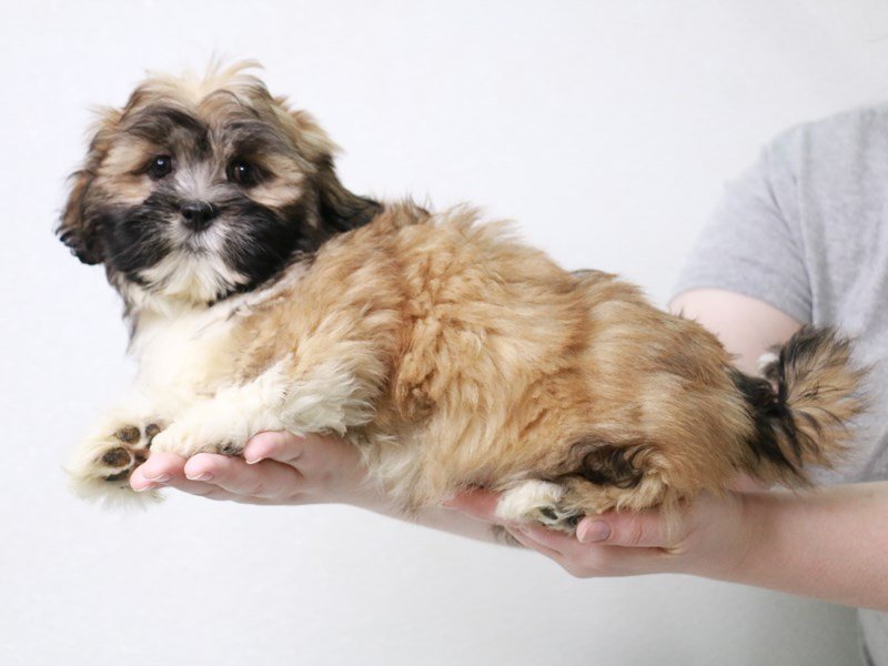 Lhasa Apso-Male-Golden-3613444-My Next Puppy