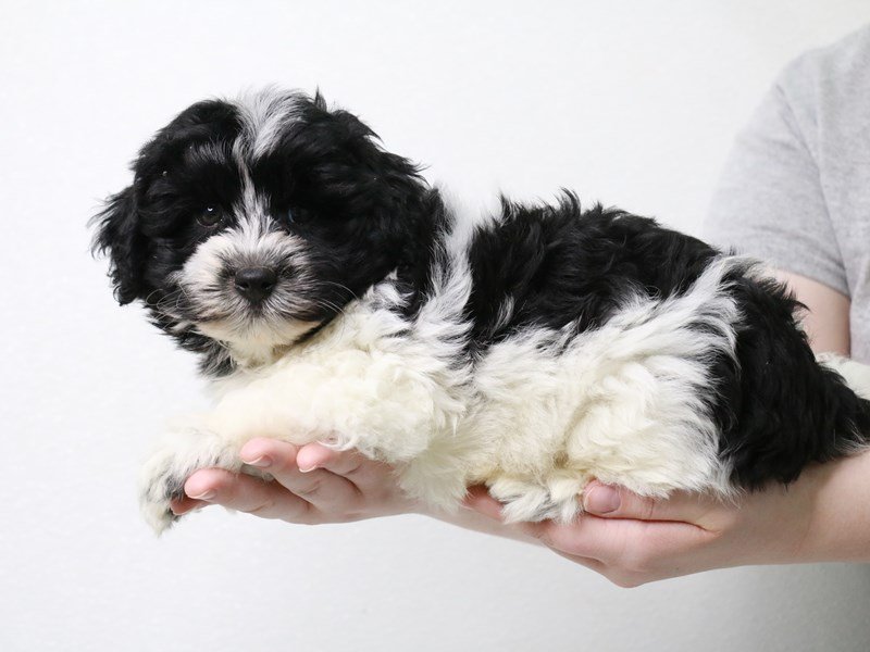 Havanese-Male-Black / White-3613433-My Next Puppy