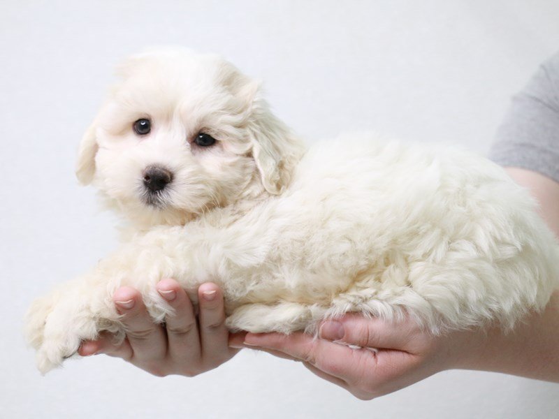 Havanese-Male-White-3613434-My Next Puppy
