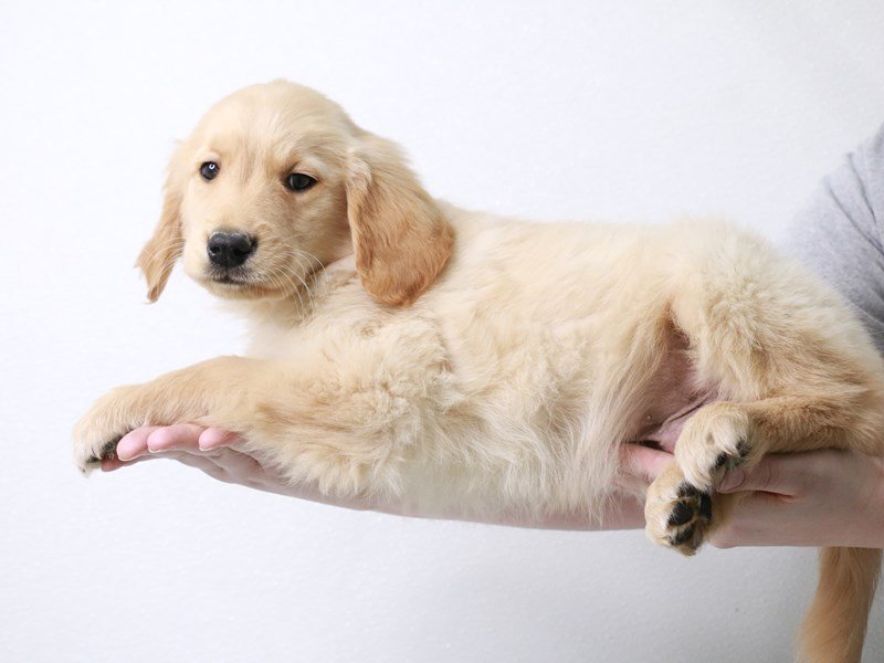 Golden Retriever-DOG-Male-Light Golden-3613429-My Next Puppy