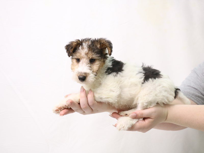 Wire Fox Terrier-DOG-Female-Black White / Tan-3376574-My Next Puppy